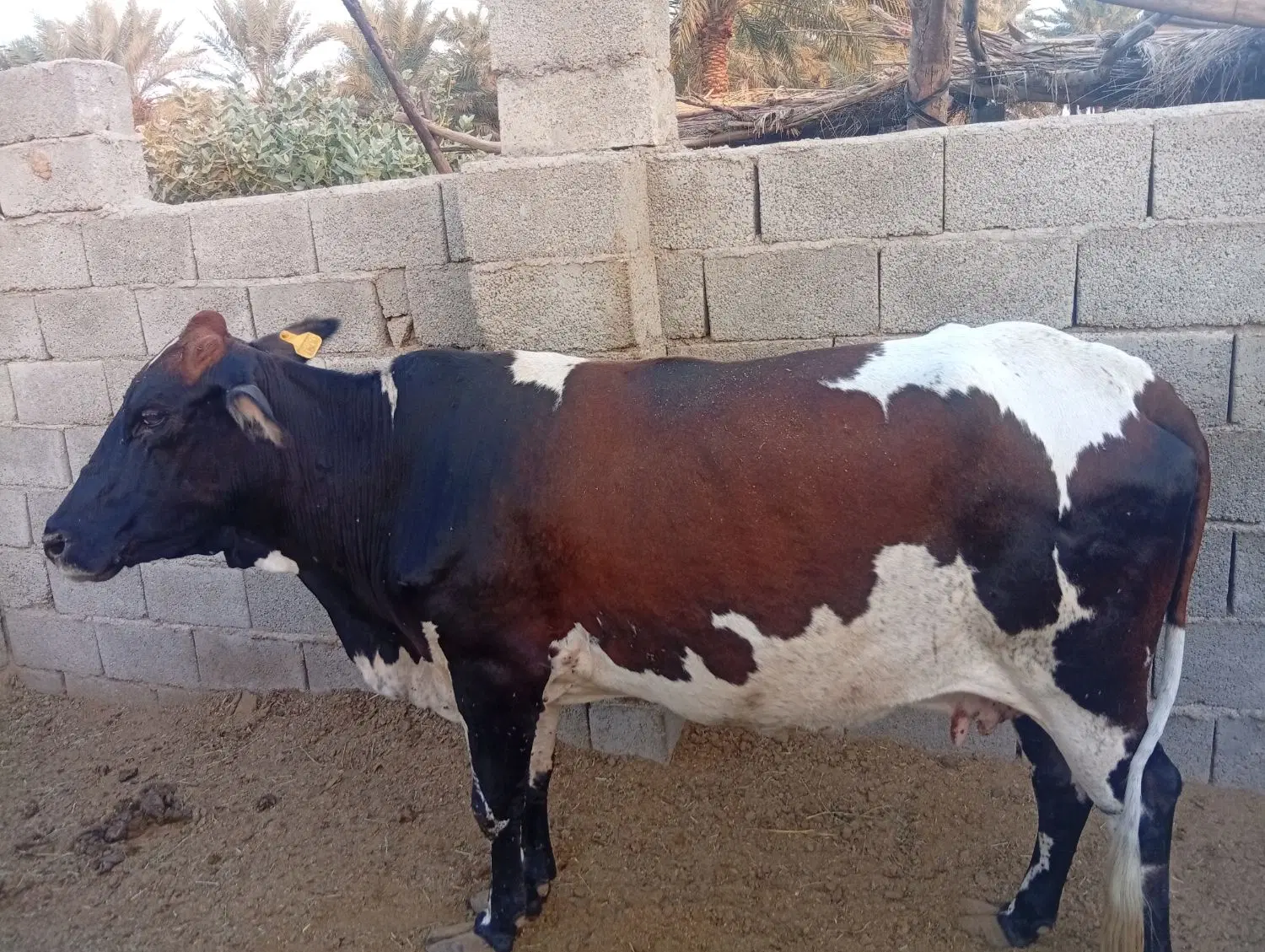 گاو|حیوانات مزرعه|رودبار (کرمان), |دیوار