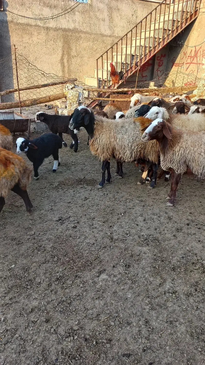 میش و بره و میش جوان آبستن|حیوانات مزرعه|نورآباد, |دیوار