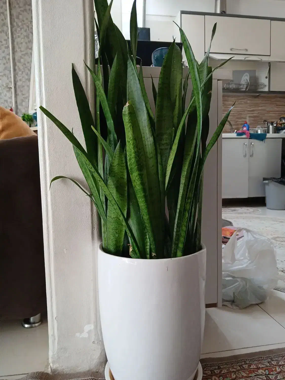 تعدادی گل طبیعی آپارتمانی|حراج|فردیس, فردیس|دیوار