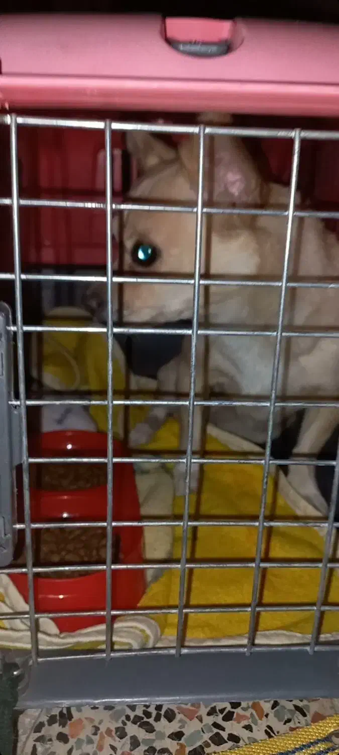 سگ شیواوا|سگ|اسلام‌‌آباد غرب, |دیوار