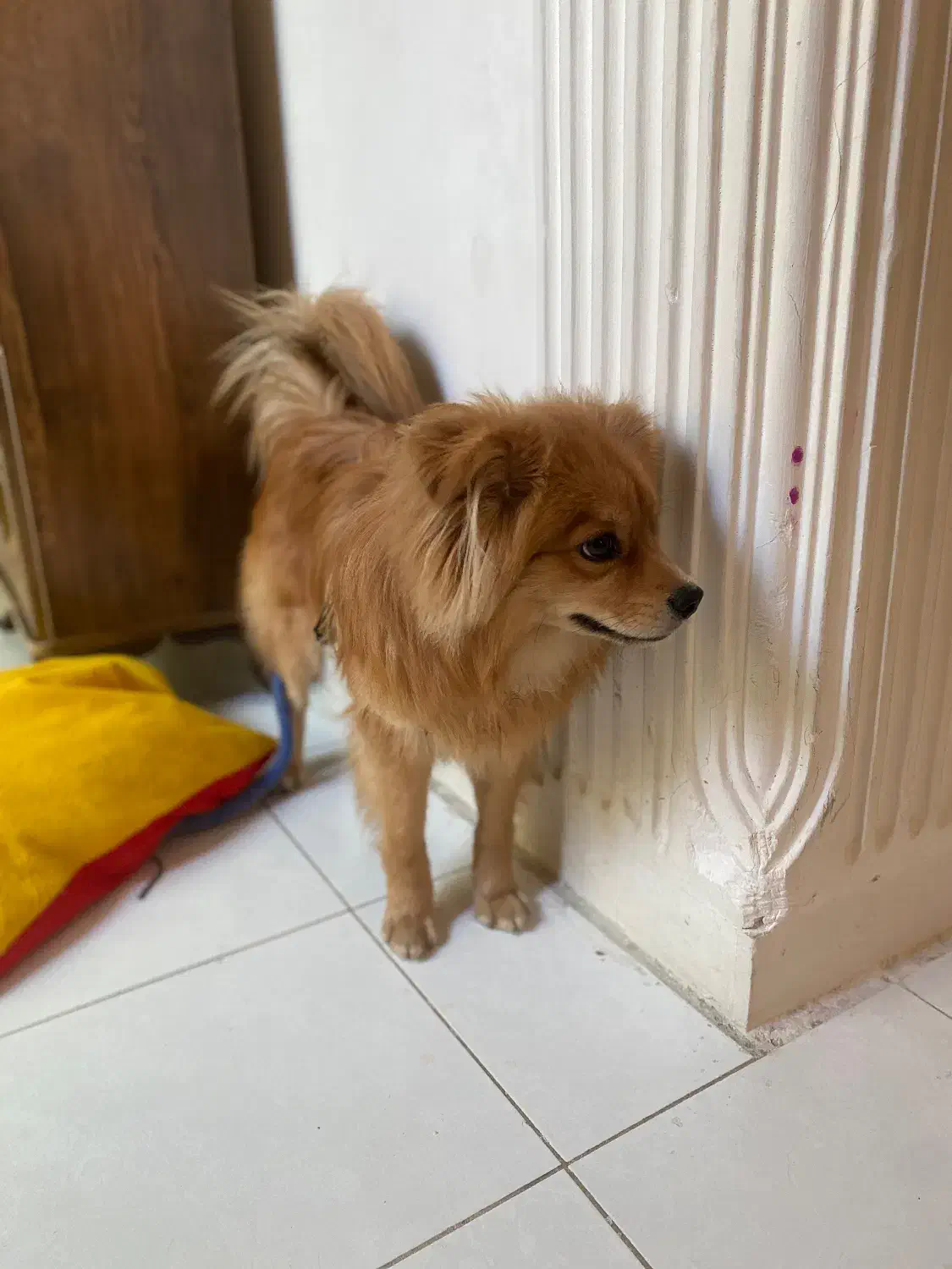 سگ پامر اشپیتز|سگ|خرم‌آباد, |دیوار