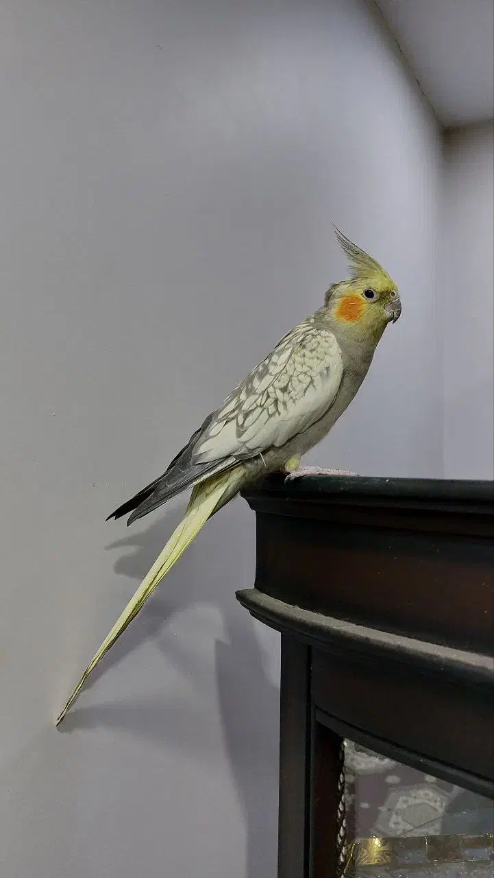 عروس هلندی ماده|پرنده|ری, اقدسیه|دیوار