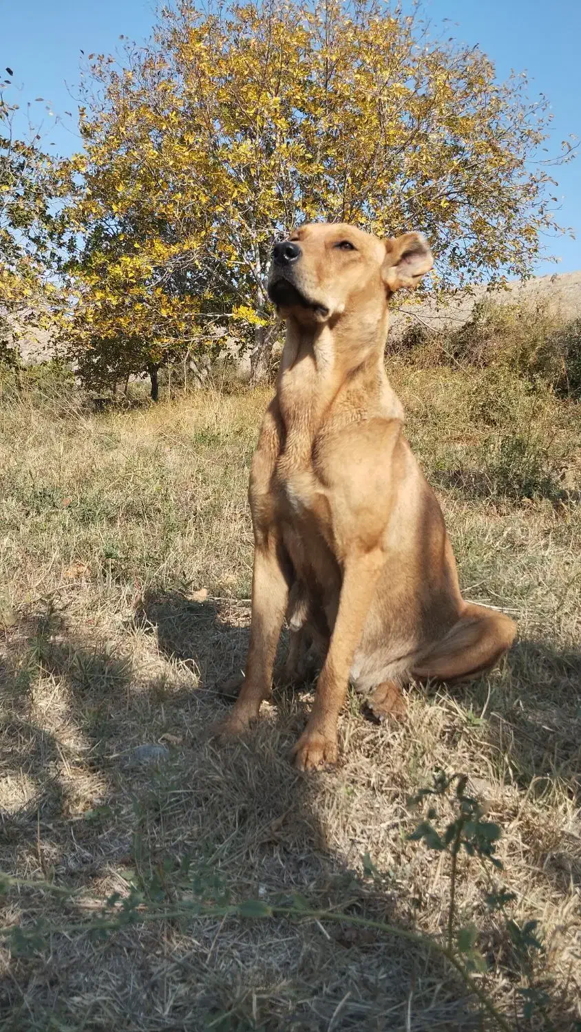 سگ ماده|سگ|مشگین شهر, |دیوار