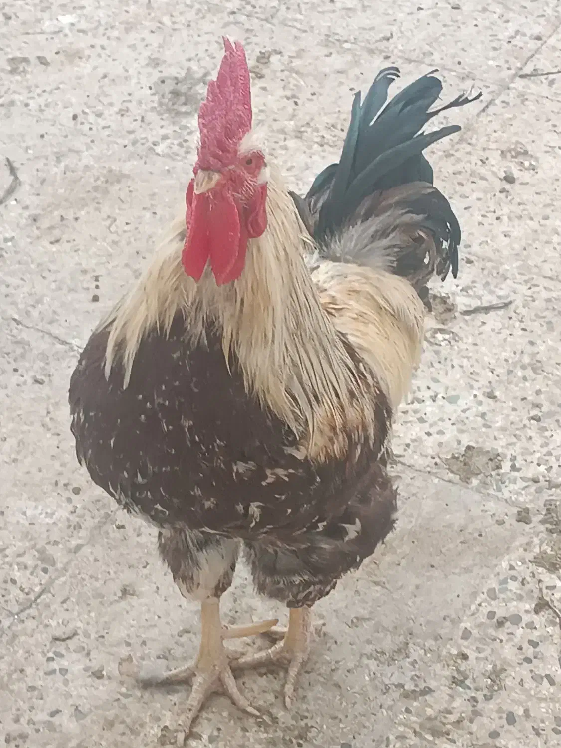 خروس محلی|حیوانات مزرعه|رباطکریم, شترخوار|دیوار