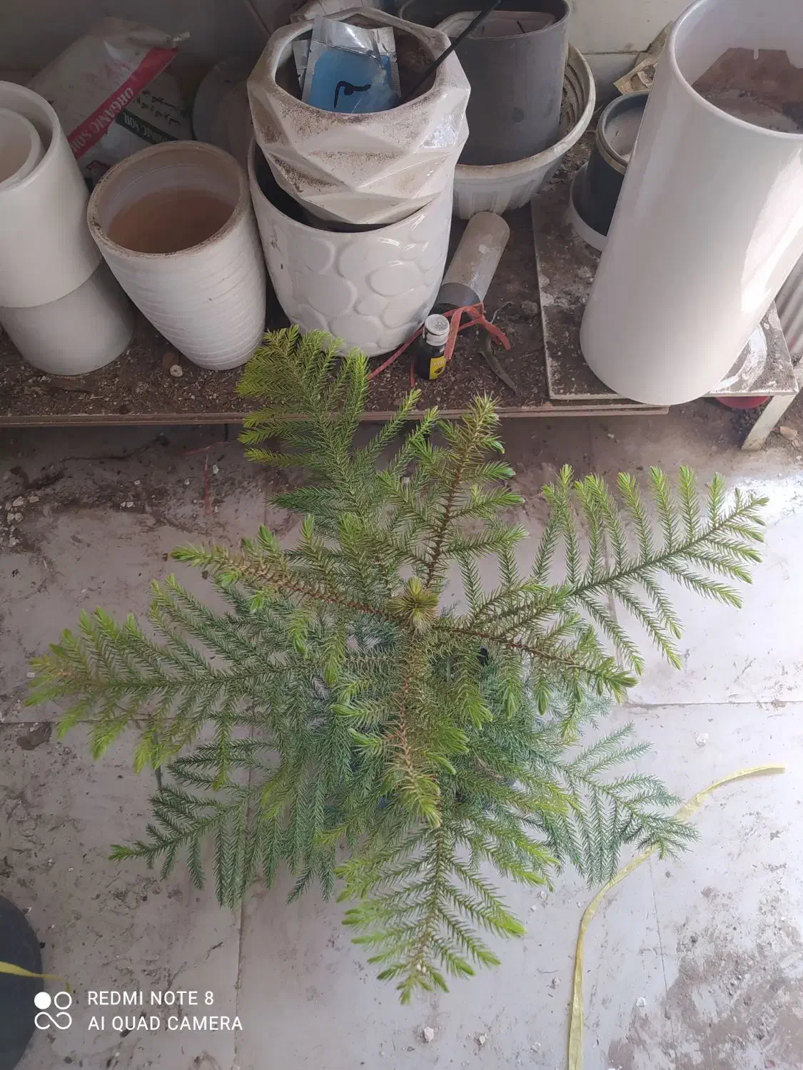 گل و گیاه کاج|گل و گیاه طبیعی|اهواز, سیصد دستگاه|دیوار