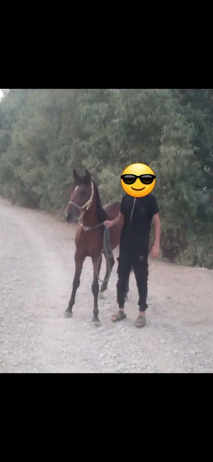 نریان خالص ایرانی|اسب و تجهیزات اسب‌سواری|شوشتر, |دیوار