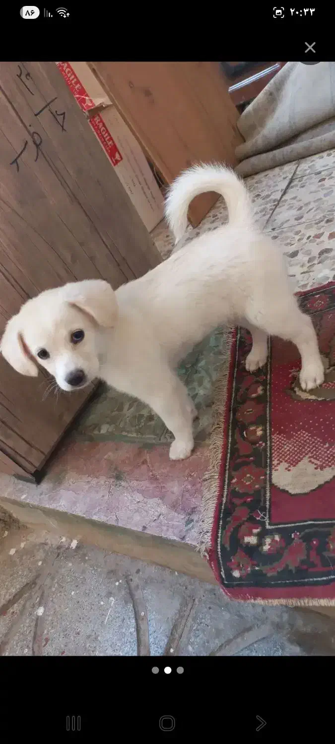 واگذار سگ|سگ|شیراز, بعثت|دیوار