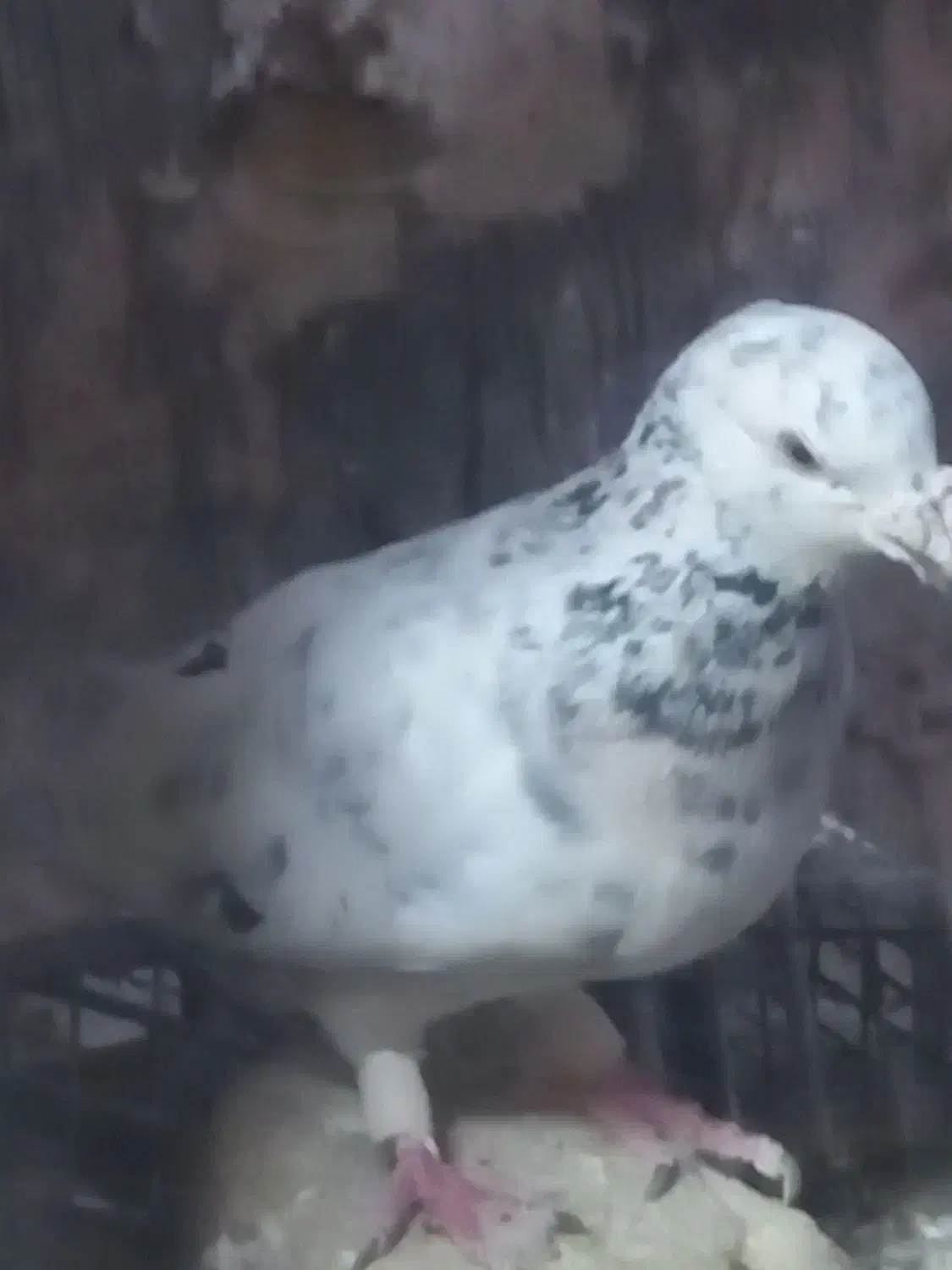 ماده هفترنگ|پرنده|سبزوار, امیر کبیر|دیوار