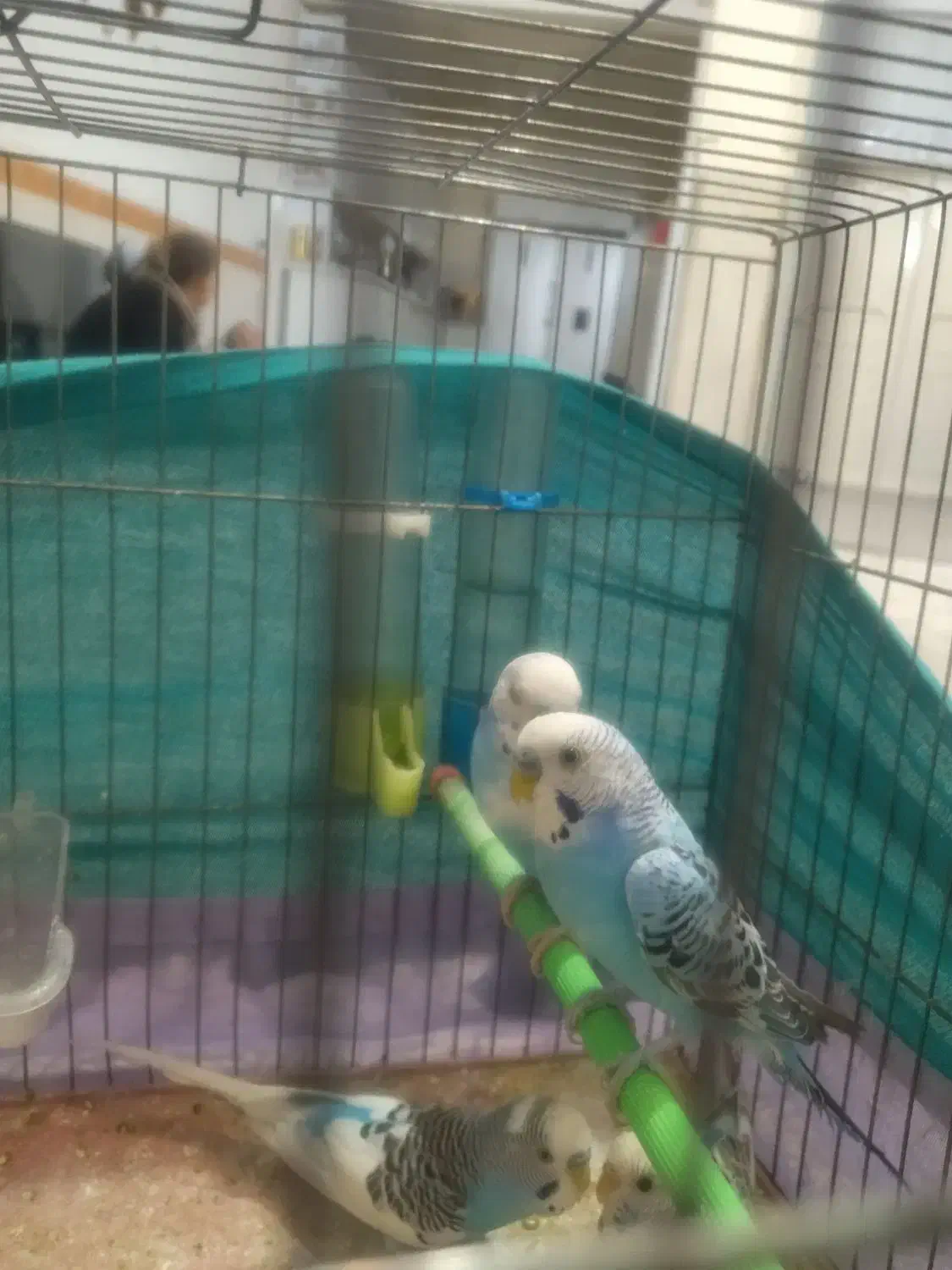 مرغ عشق  6تا دستی|پرنده|قرچک, مهدیه|دیوار