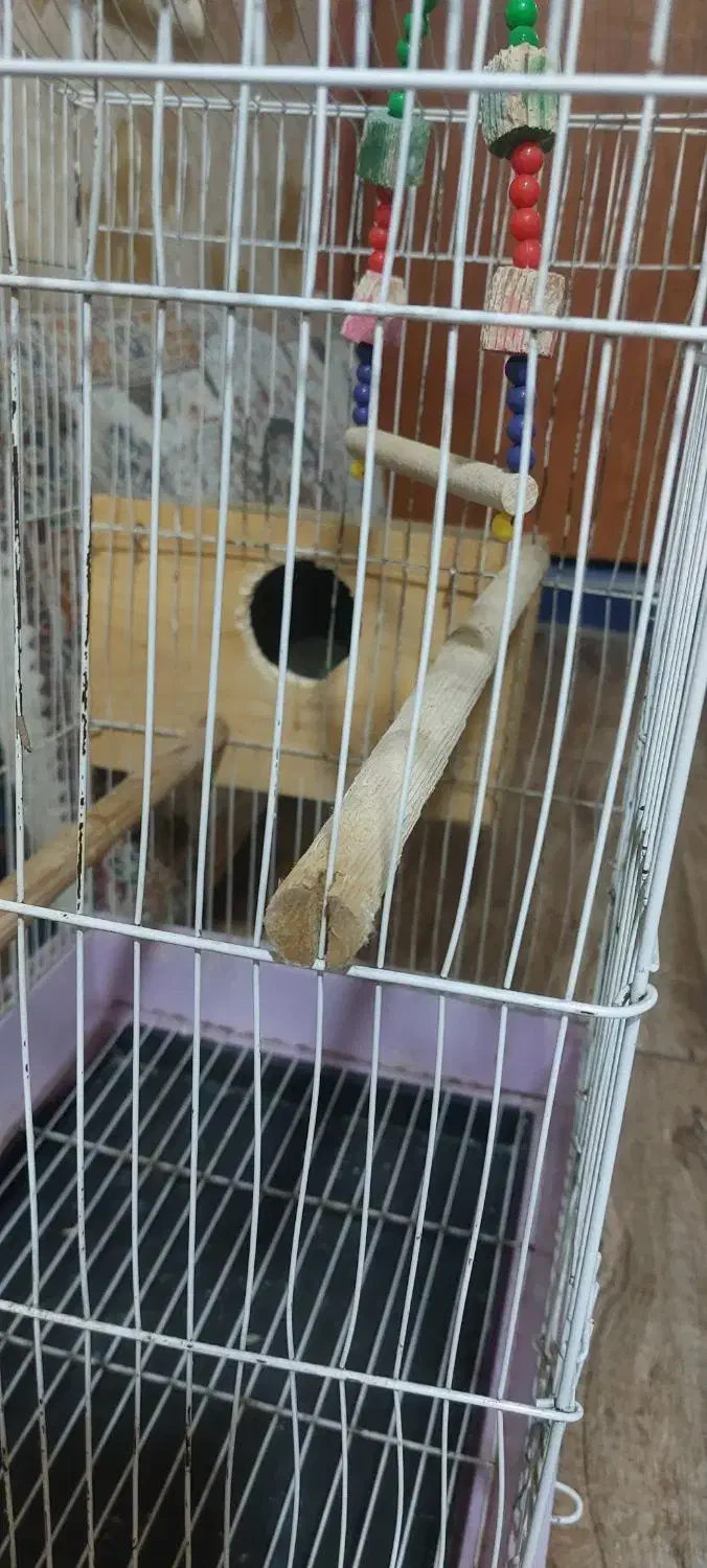 قفس پرنده|لوازم جانبی حیوانات|رشت, باهنر|دیوار