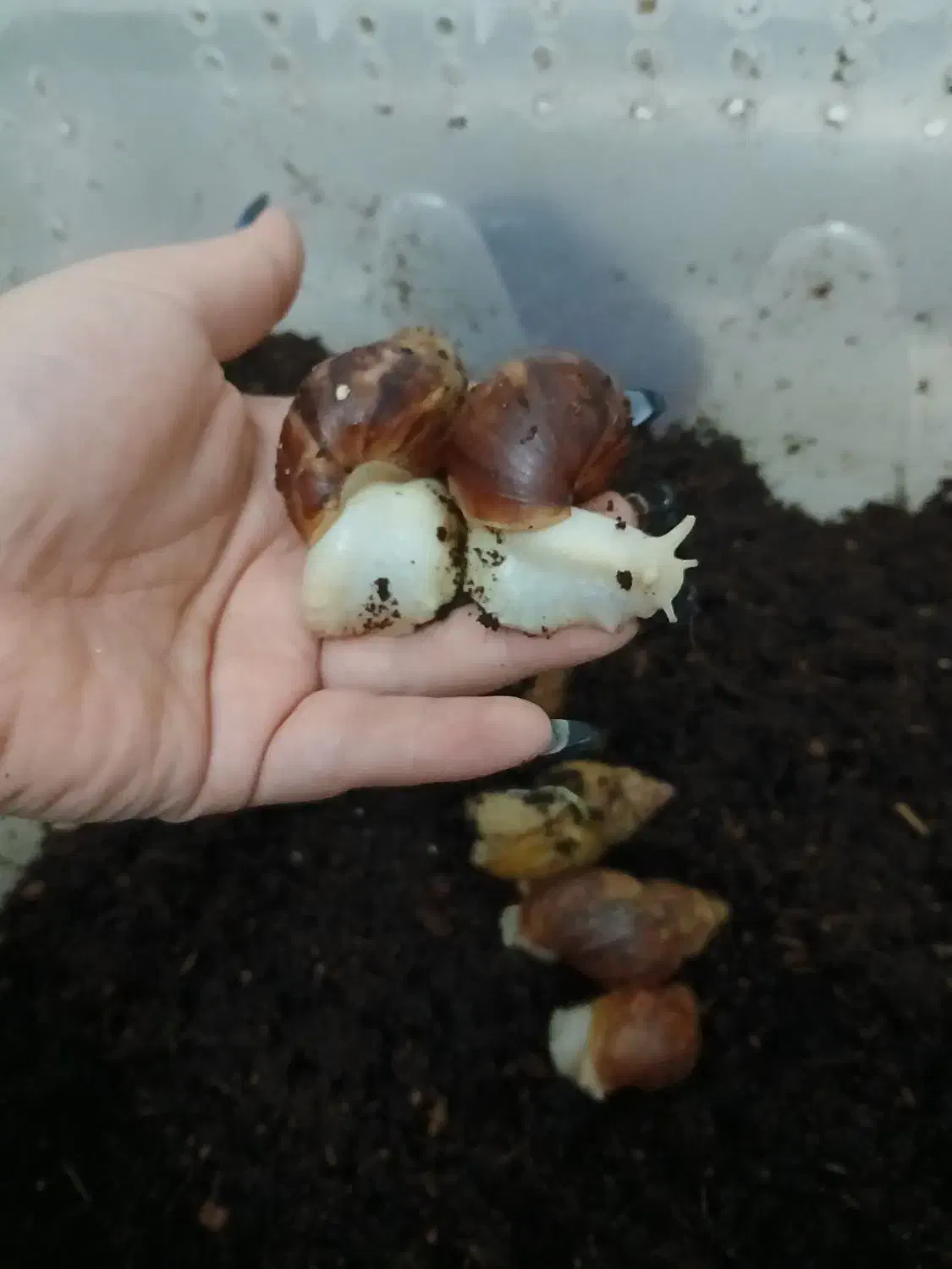 ۵تاحلزون آچاتینا با باکس+۱۰تا جوجه حلزون رایگان|خزنده|فردیس, شهرک ناز|دیوار