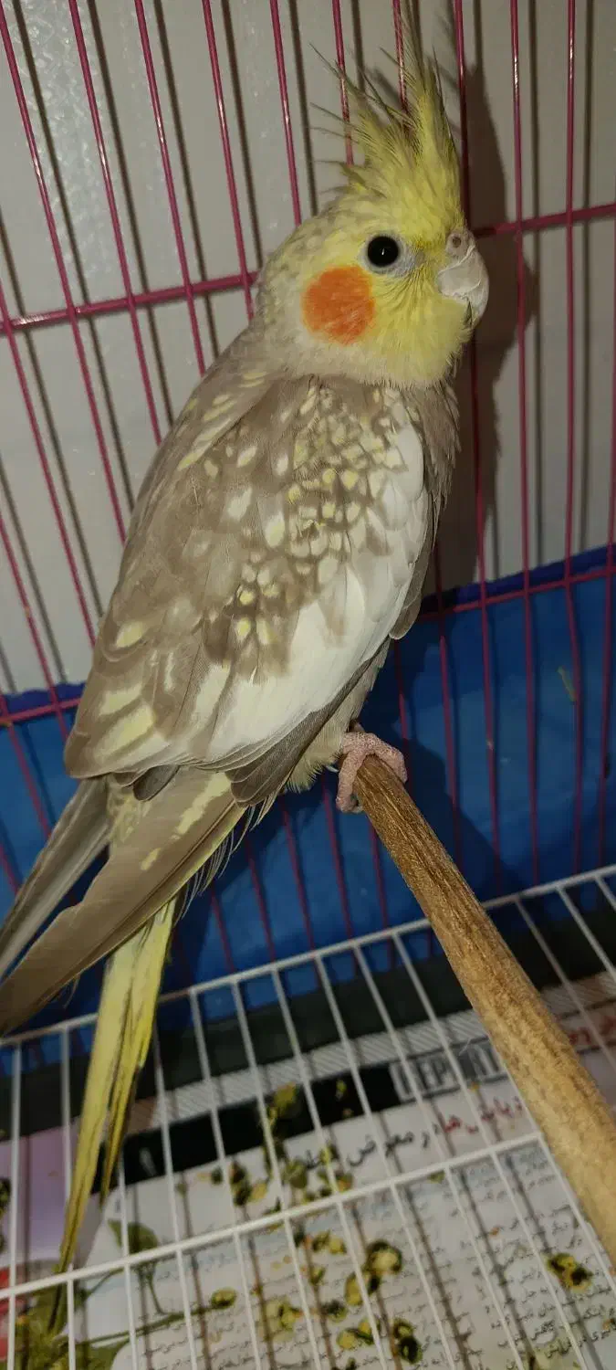 عروس هلندی|پرنده|چمران, |دیوار