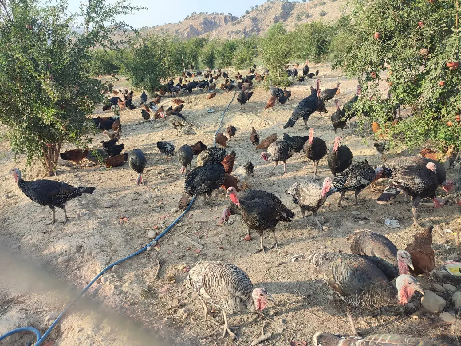 فروش بوقلمون محلی ارگانیک|حیوانات مزرعه|شیراز, محمدیه|دیوار