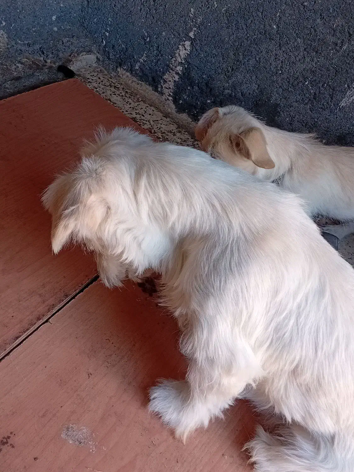 سگ اشپیتز و شتیزو|سگ|مشهد, بهمن|دیوار