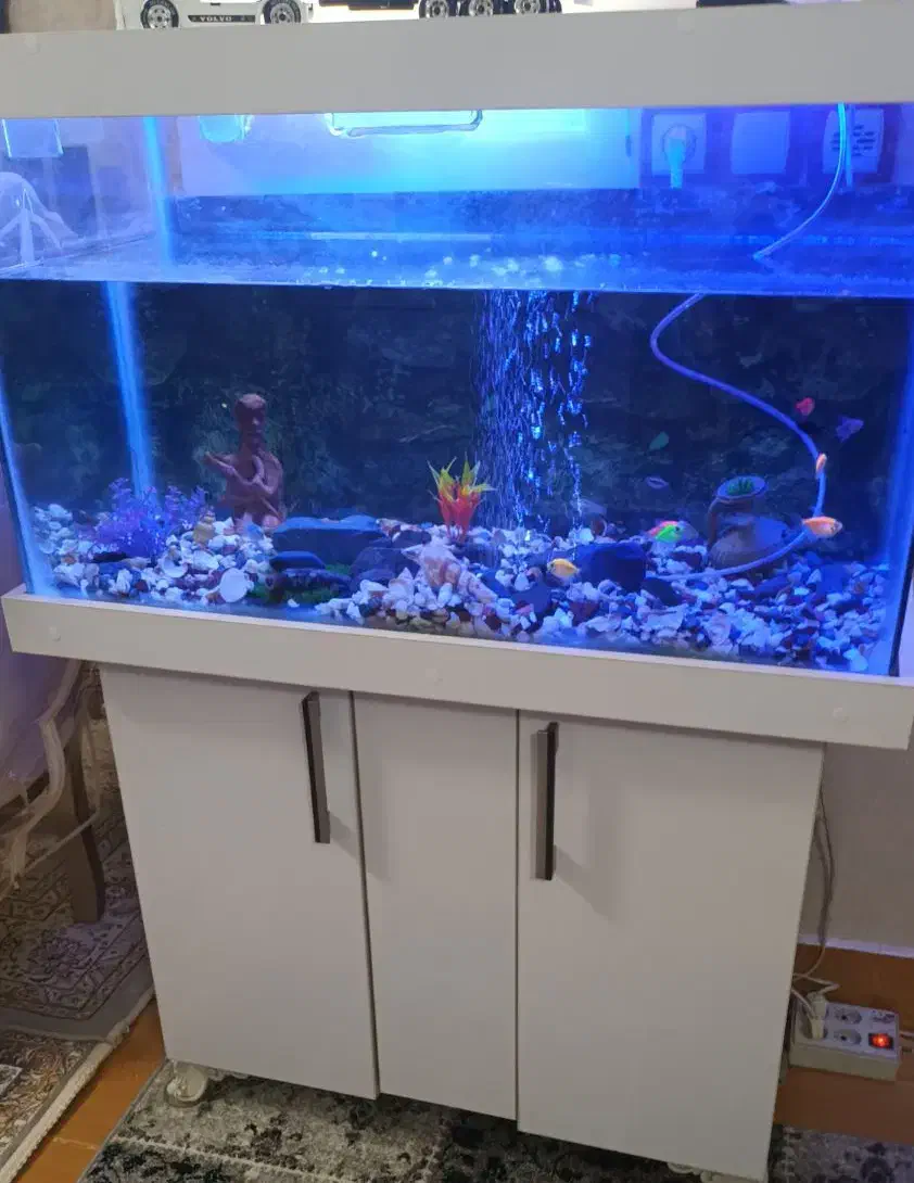 آکواریوم بزرگ|ماهی|اردبیل, |دیوار