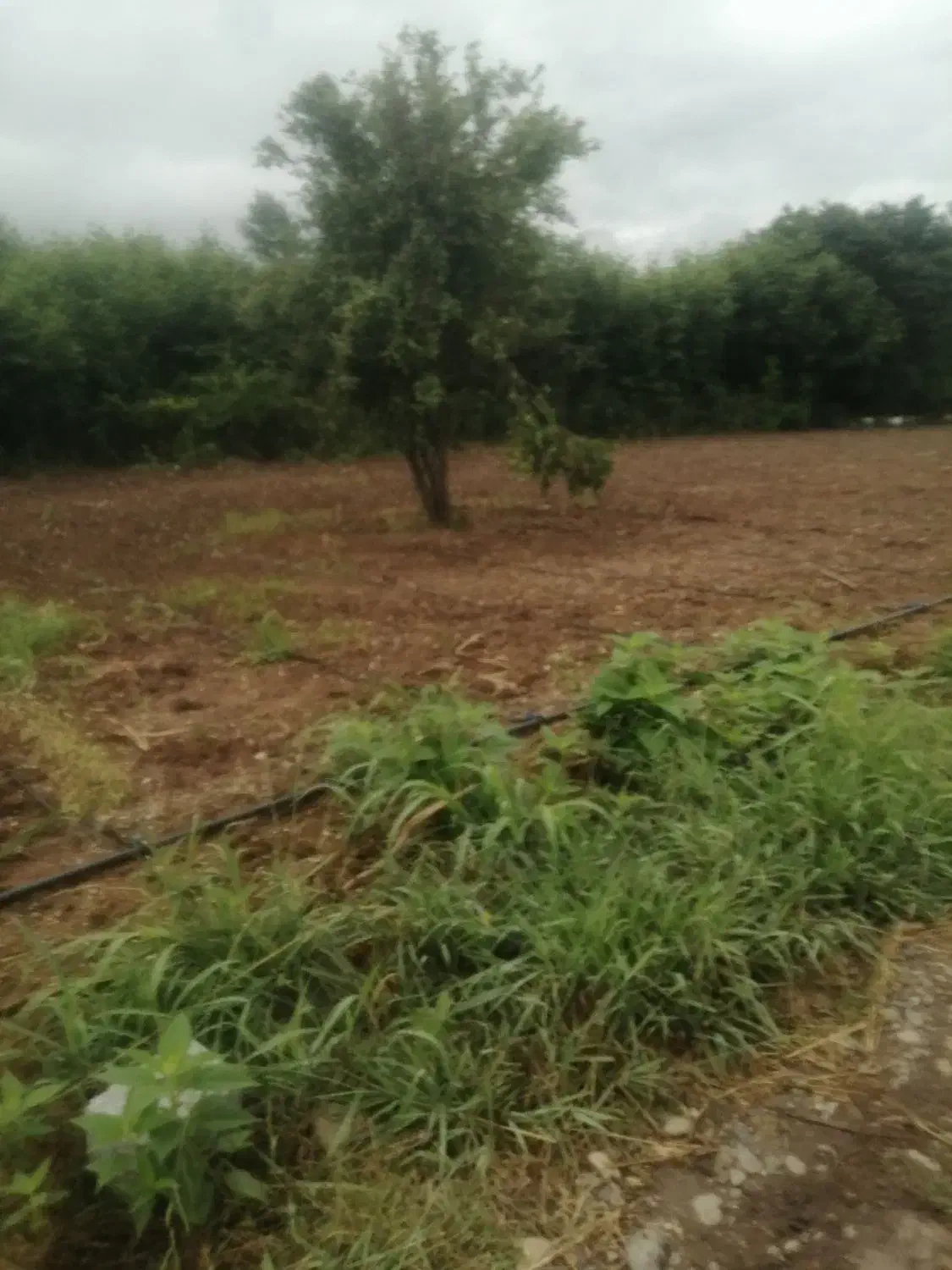 مرغداری ۲۰۰۰قطعه ای با مجوز|فروش دفتر صنعتی، کشاورزی، تجاری|لاهیجان, کوی آزادگان|دیوار