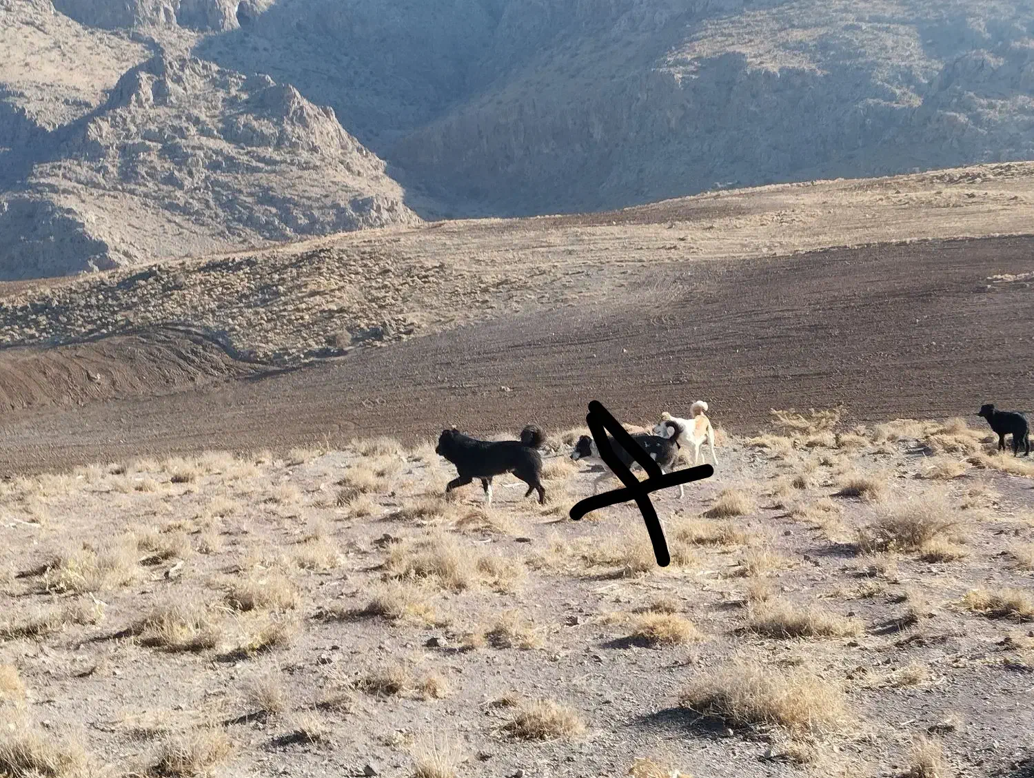 دو عدد سگ|سگ|لردگان, |دیوار