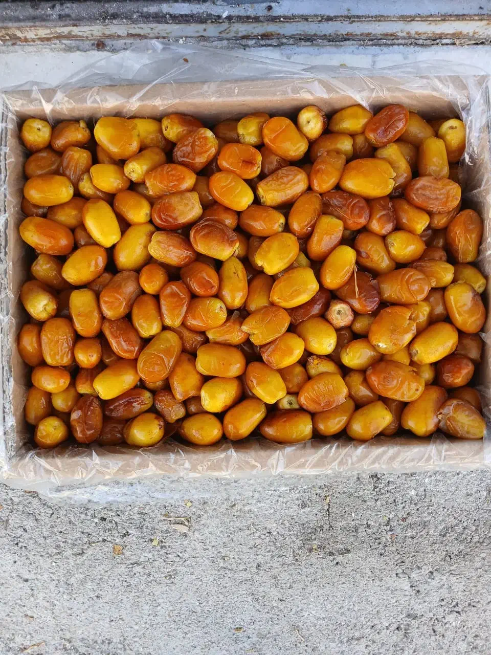 رطب|عمده‌فروشی|جهرم, |دیوار