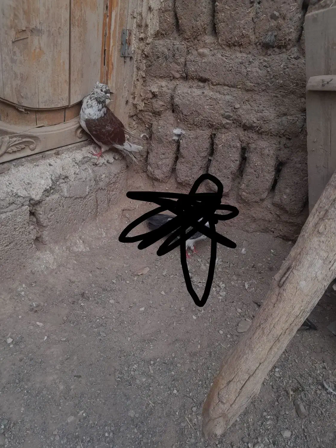 کله ای ناب|پرنده|خواجه, |دیوار