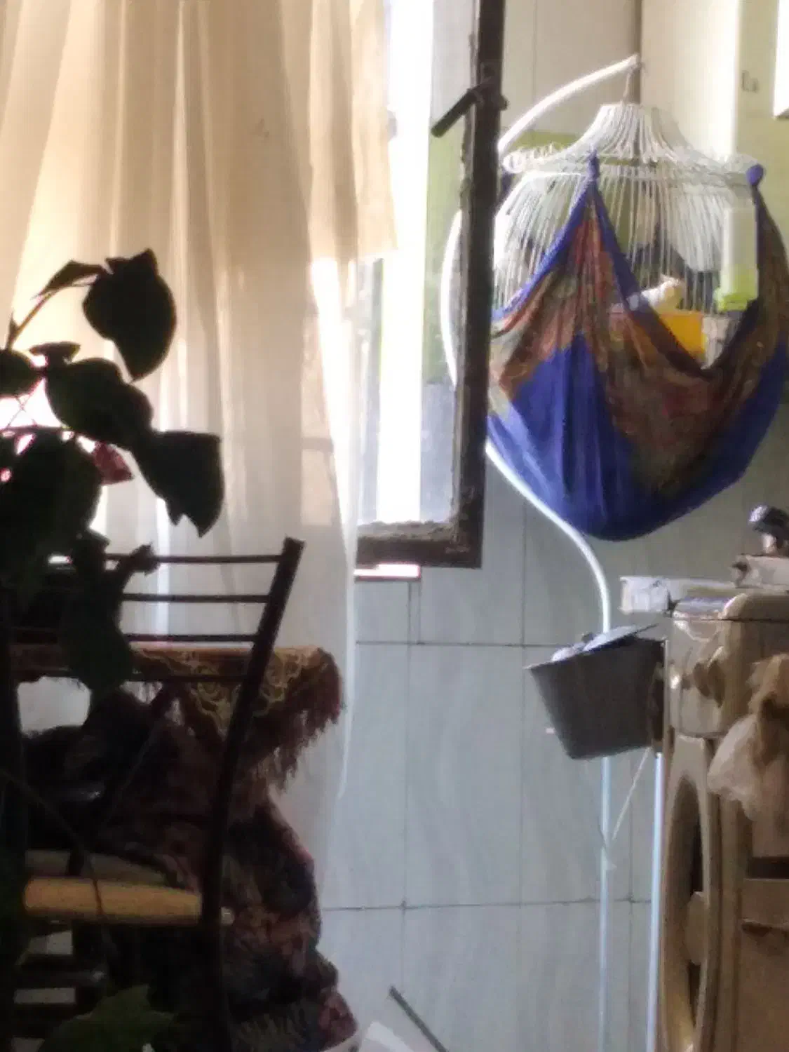 یک جفت عروس هلندی سخنگو با تخم و قفس بزرگ|پرنده|مشهد, انقلاب|دیوار