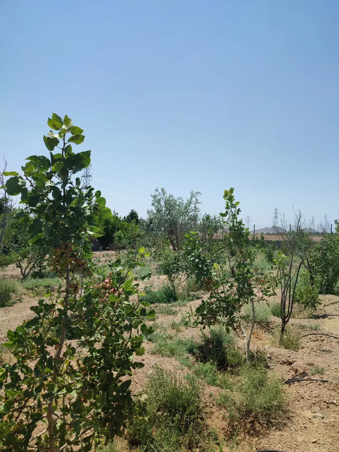 باغ ویلا|فروش خانه و ویلا|شاهین‌شهر, مورچه خورت|دیوار