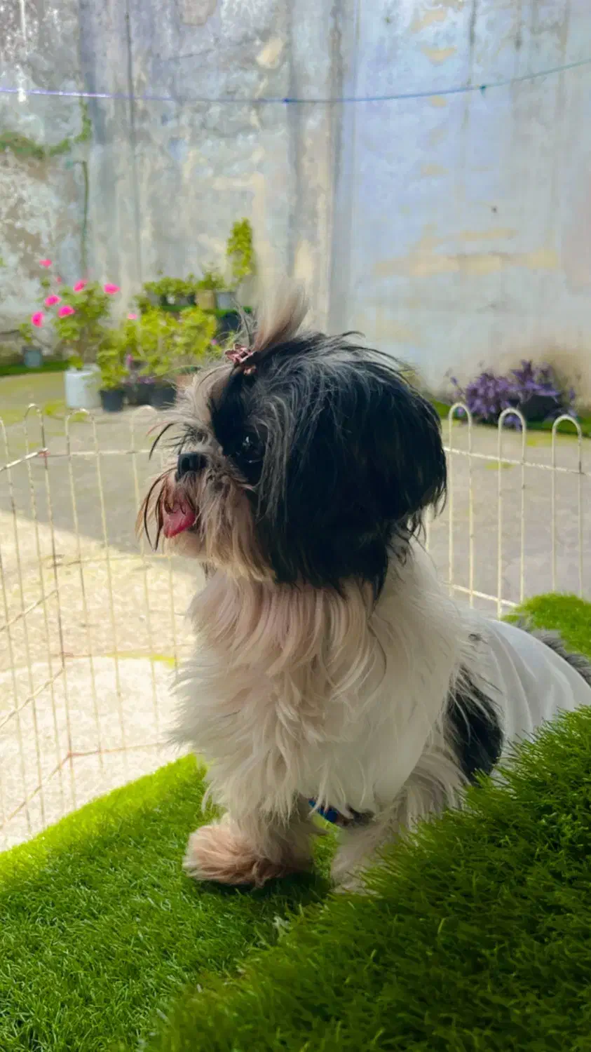 شیتزو عروسکی ماده|سگ|رشت, گلسار|دیوار