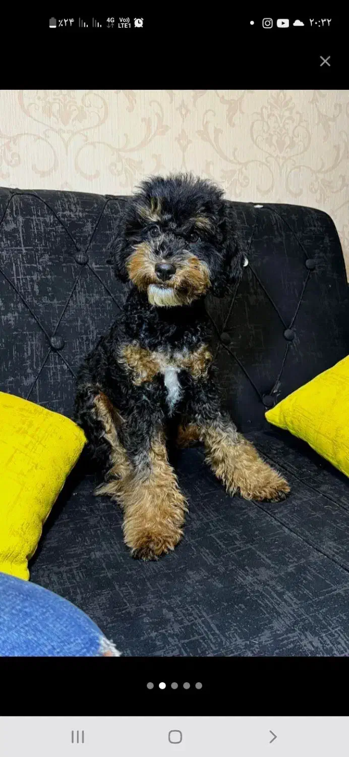 پودل ماده خاص|سگ|اسلامشهر, شهرک الهیه|دیوار