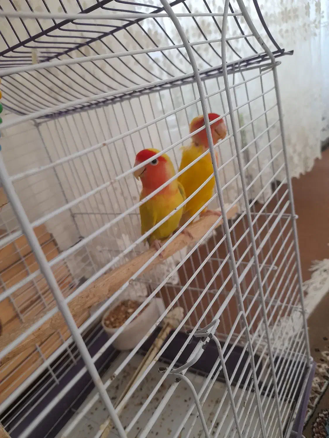 طوطی برزیلی|پرنده|بکتاش, |دیوار