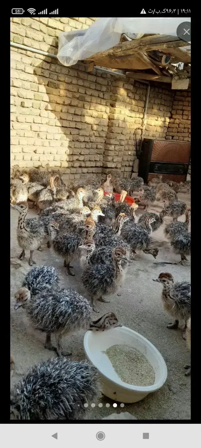 فروش جوجه شترمرغ|پرنده|نیک شهر, |دیوار