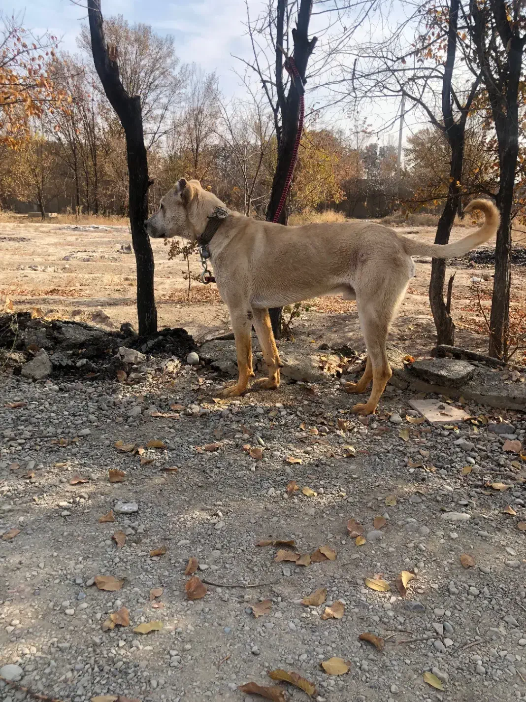 واگذاری سگ سرابی|سگ|رباط‌کریم, شترخوار|دیوار