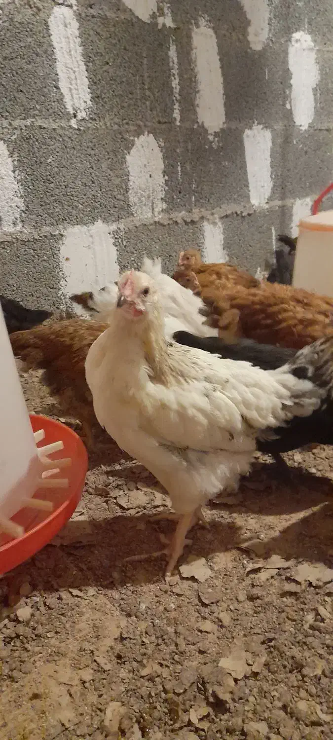 خروس جوان ۳ماهه|حیوانات مزرعه|طاهرگوراب, |دیوار