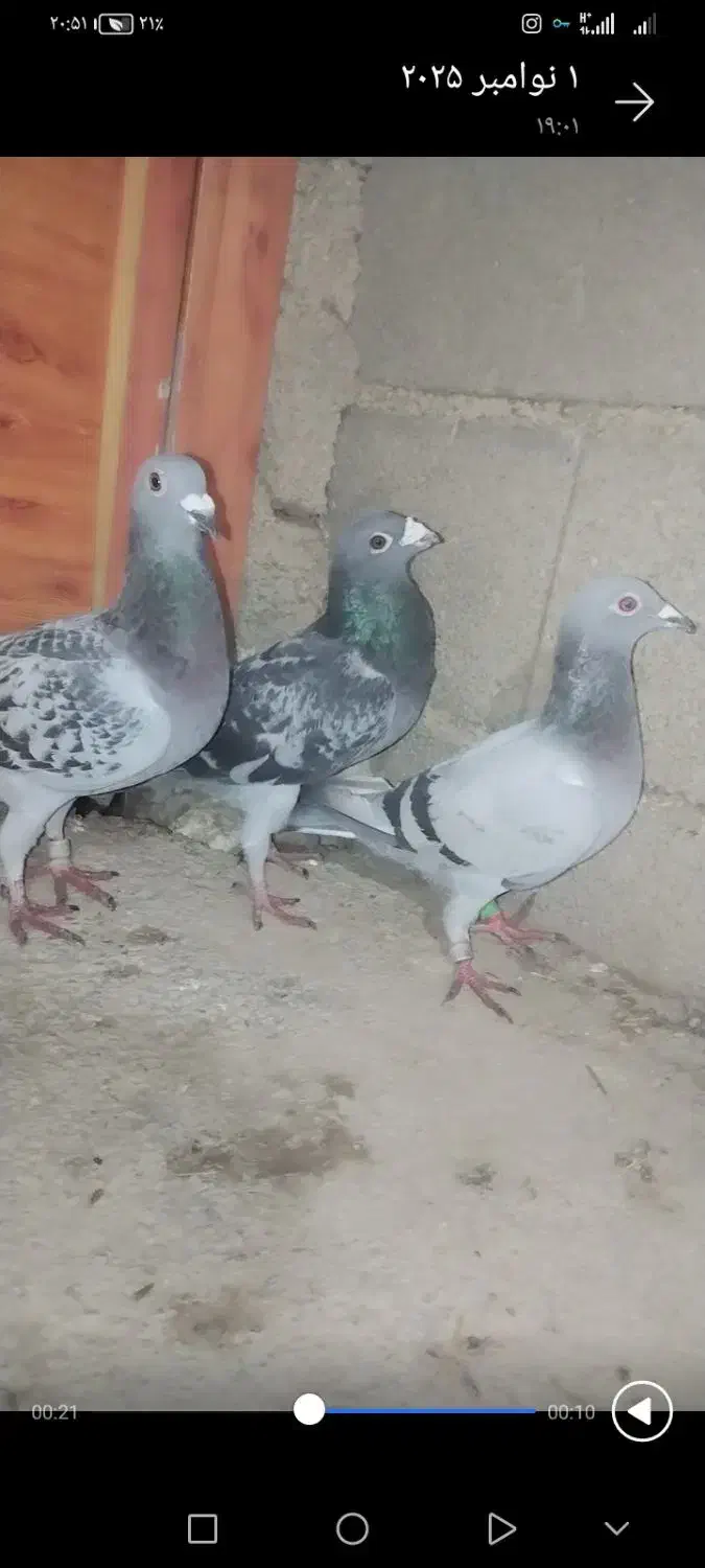 یک جفت کبوتر و جوجهاش|پرنده|گالیکش, |دیوار