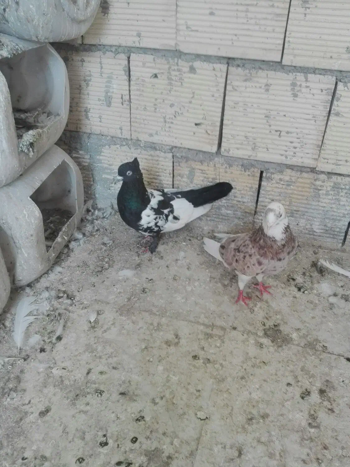 کبوتر|پرنده|رودبار, |دیوار