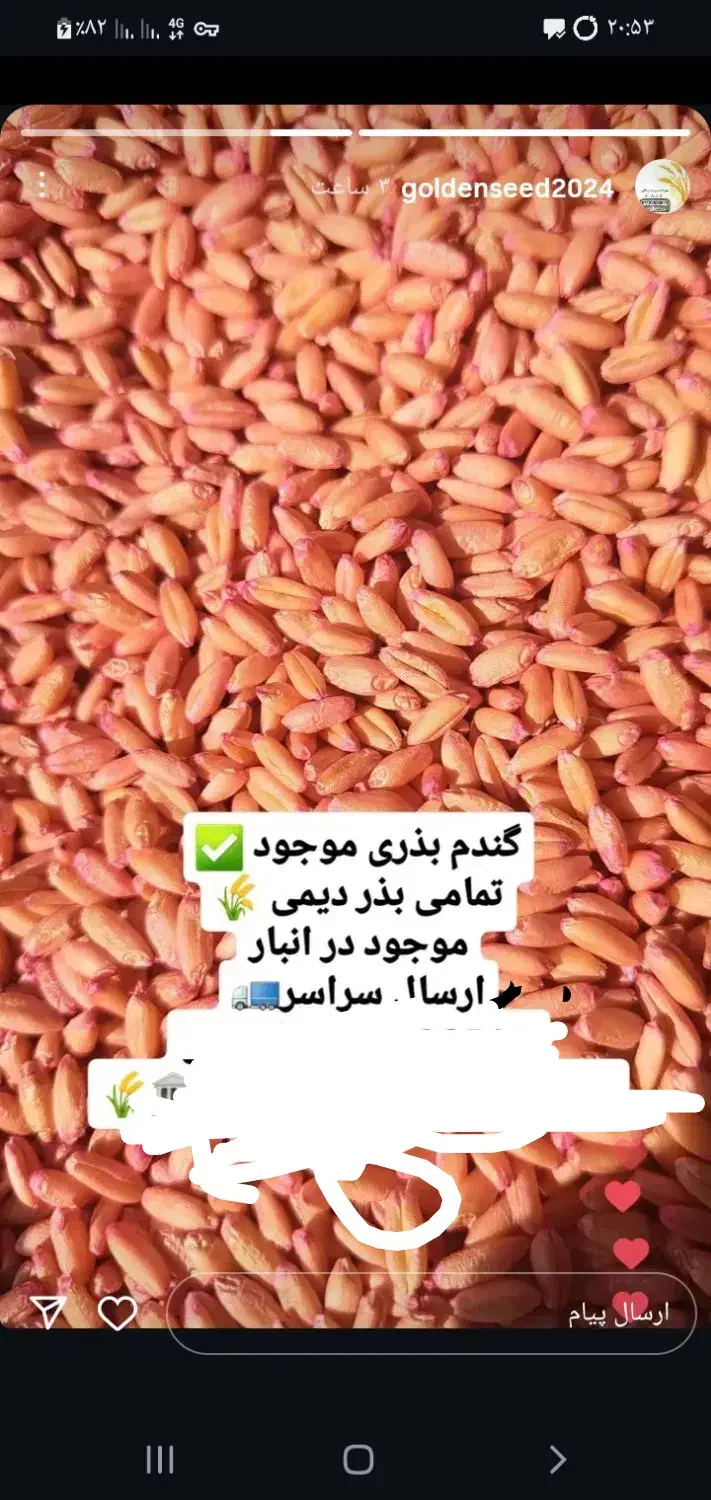 گندم بذری دیمی  سرداری  صدرا  باران  واران|خدمات باغبانی و درختکاری|نوبران, |دیوار