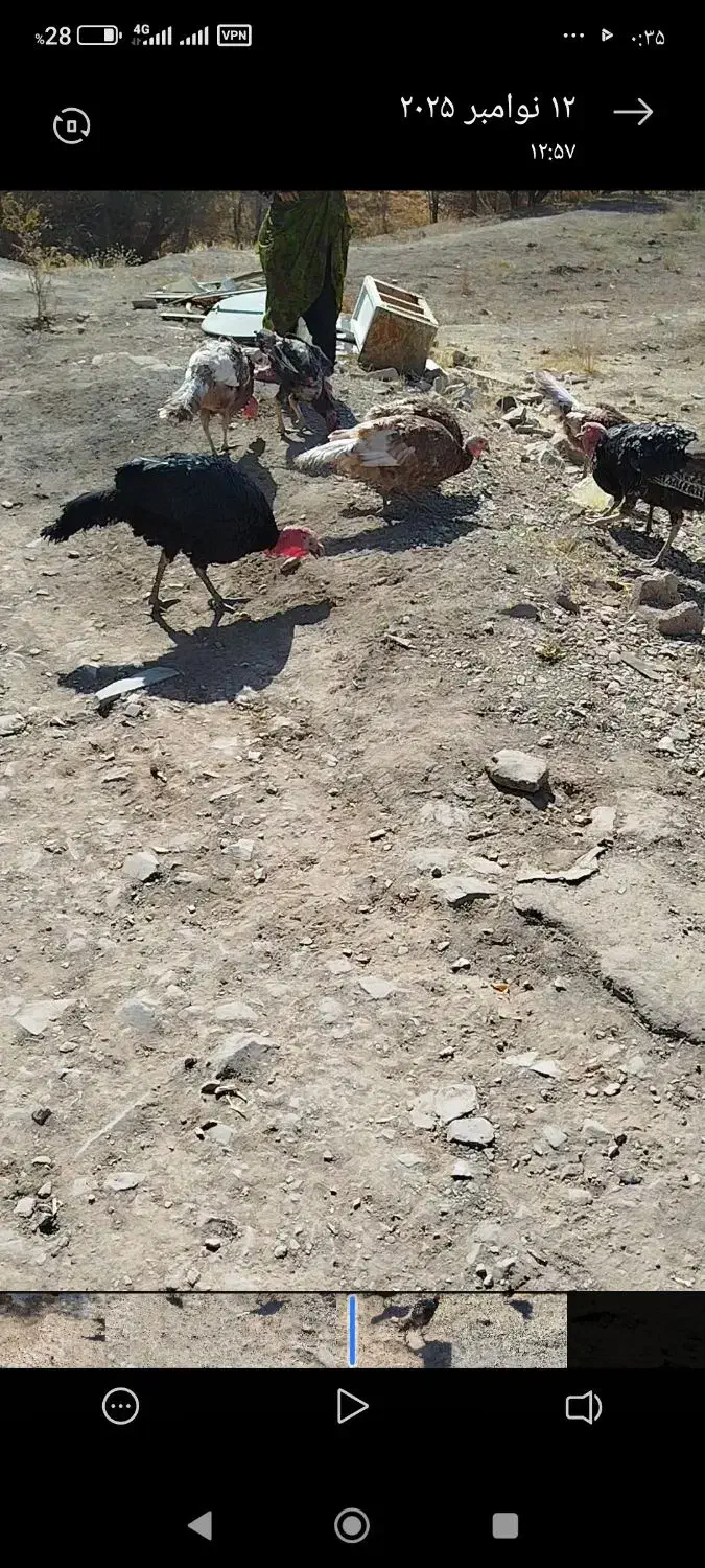 فروش بوقلمون|حیوانات مزرعه|سقز, |دیوار