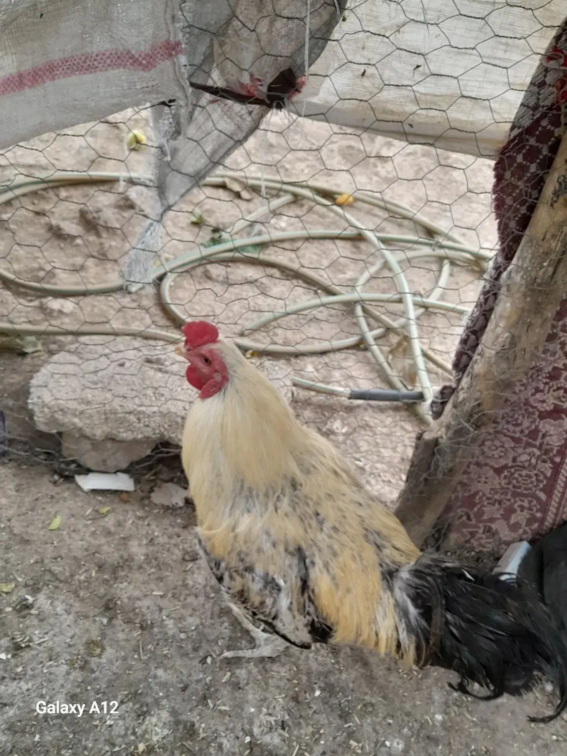 خروس رسمی محلی|حیوانات مزرعه|فشم, |دیوار