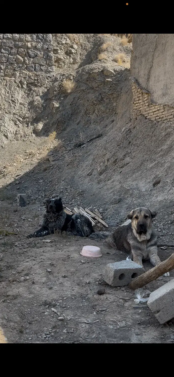 نر و لاس|سگ|چادگان, |دیوار