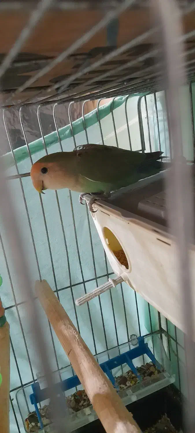 طوطی برزیلی جفت|پرنده|فردیس, شهرک ارم|دیوار