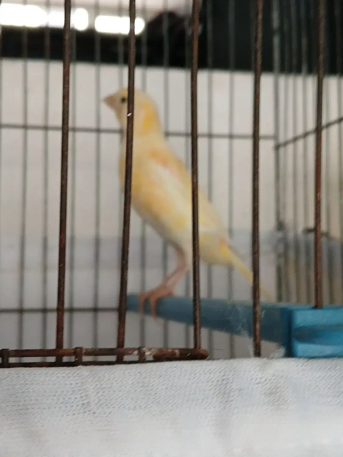 دو عدد قناری جوجه ریزه خوان|پرنده|اردبیل, |دیوار