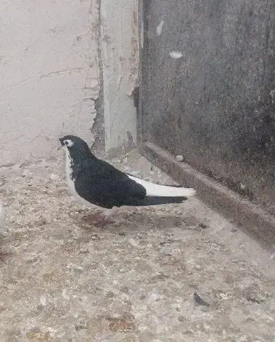 کفتر|پرنده|کاشمر, |دیوار