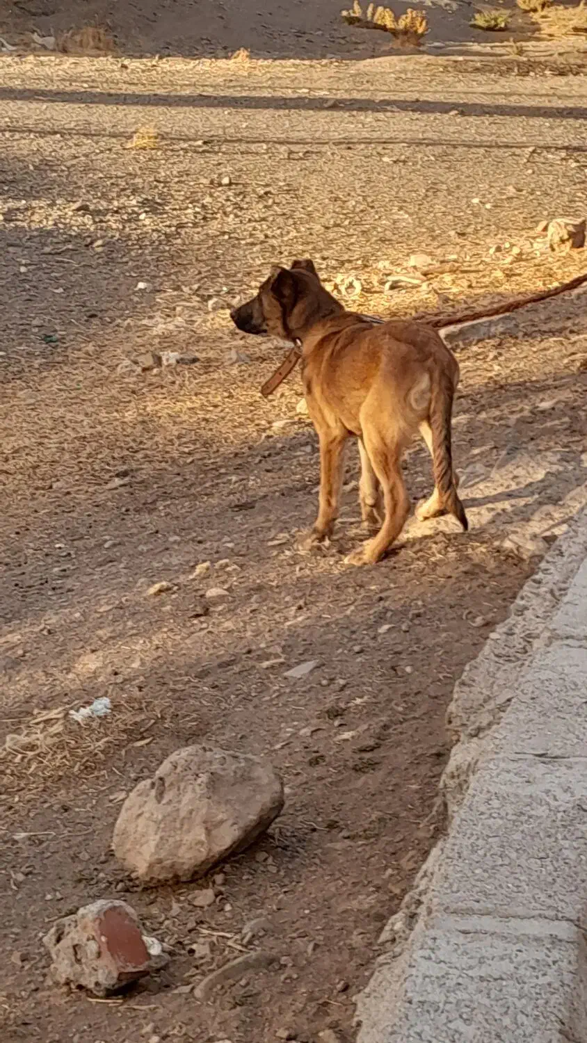 توله سگ سرابی|سگ|تبریز, |دیوار