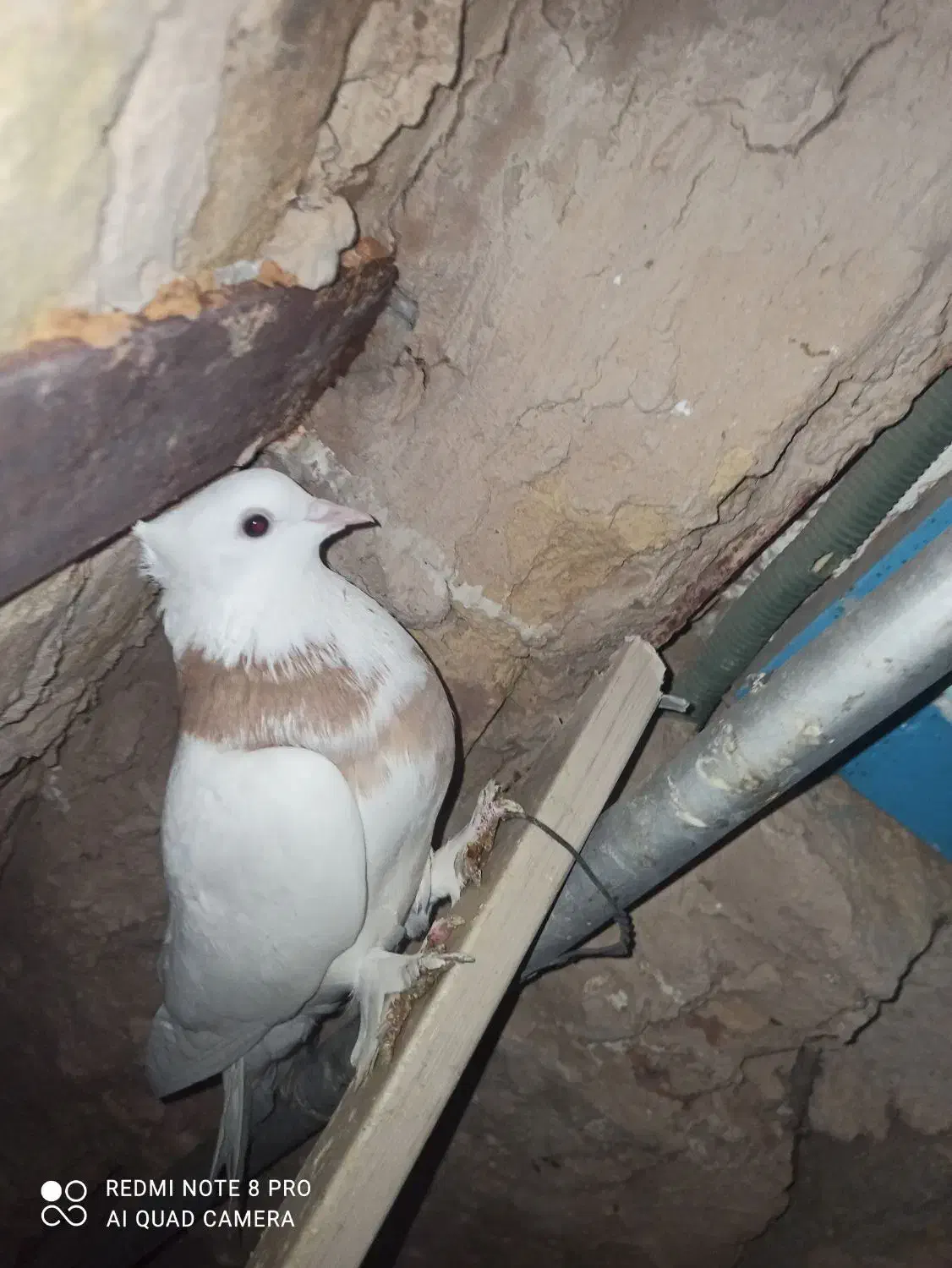 کفتر|پرنده|بردسکن, |دیوار