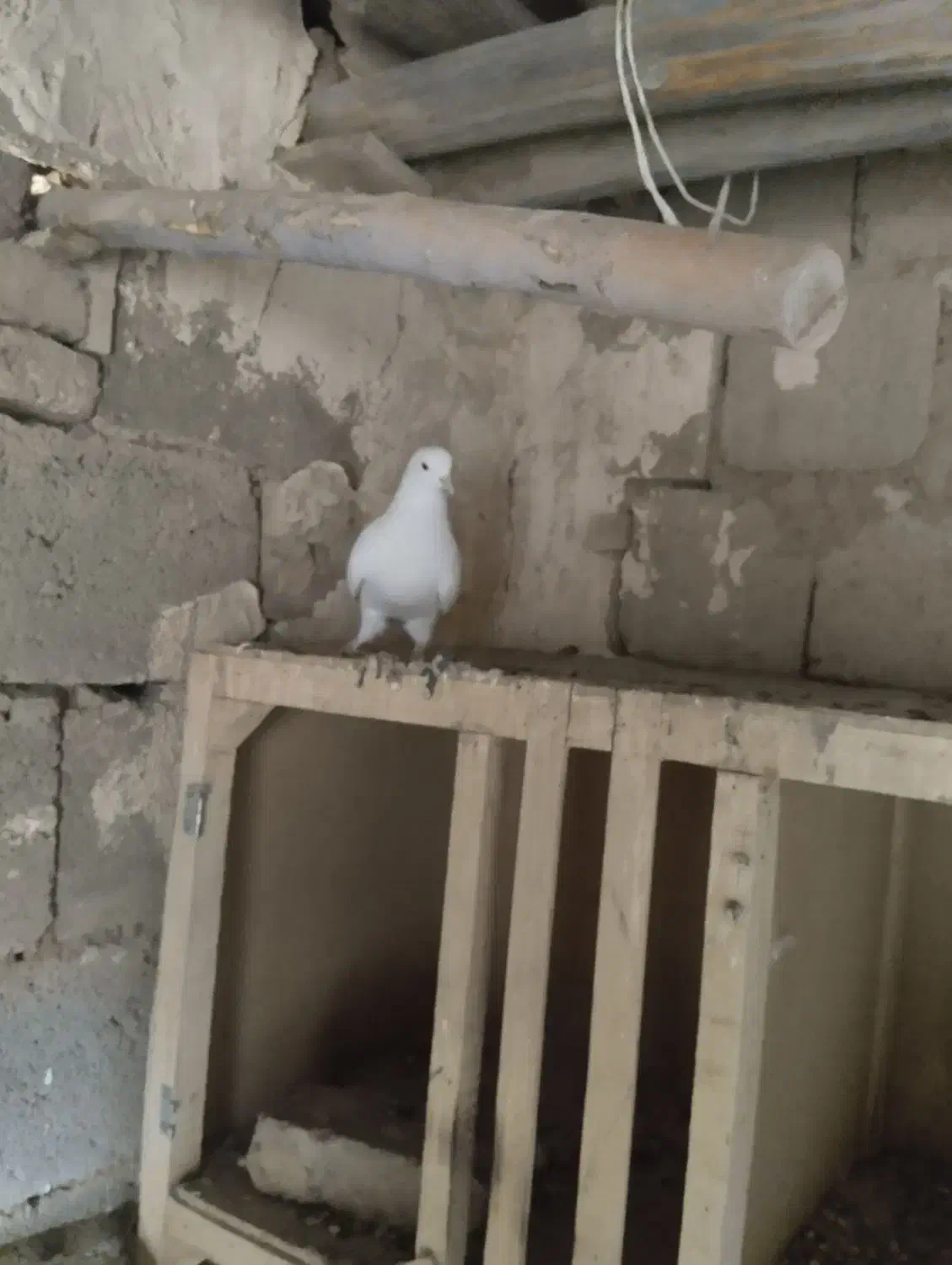 کبوتر کبوتر|پرنده|شاهین دژ, |دیوار