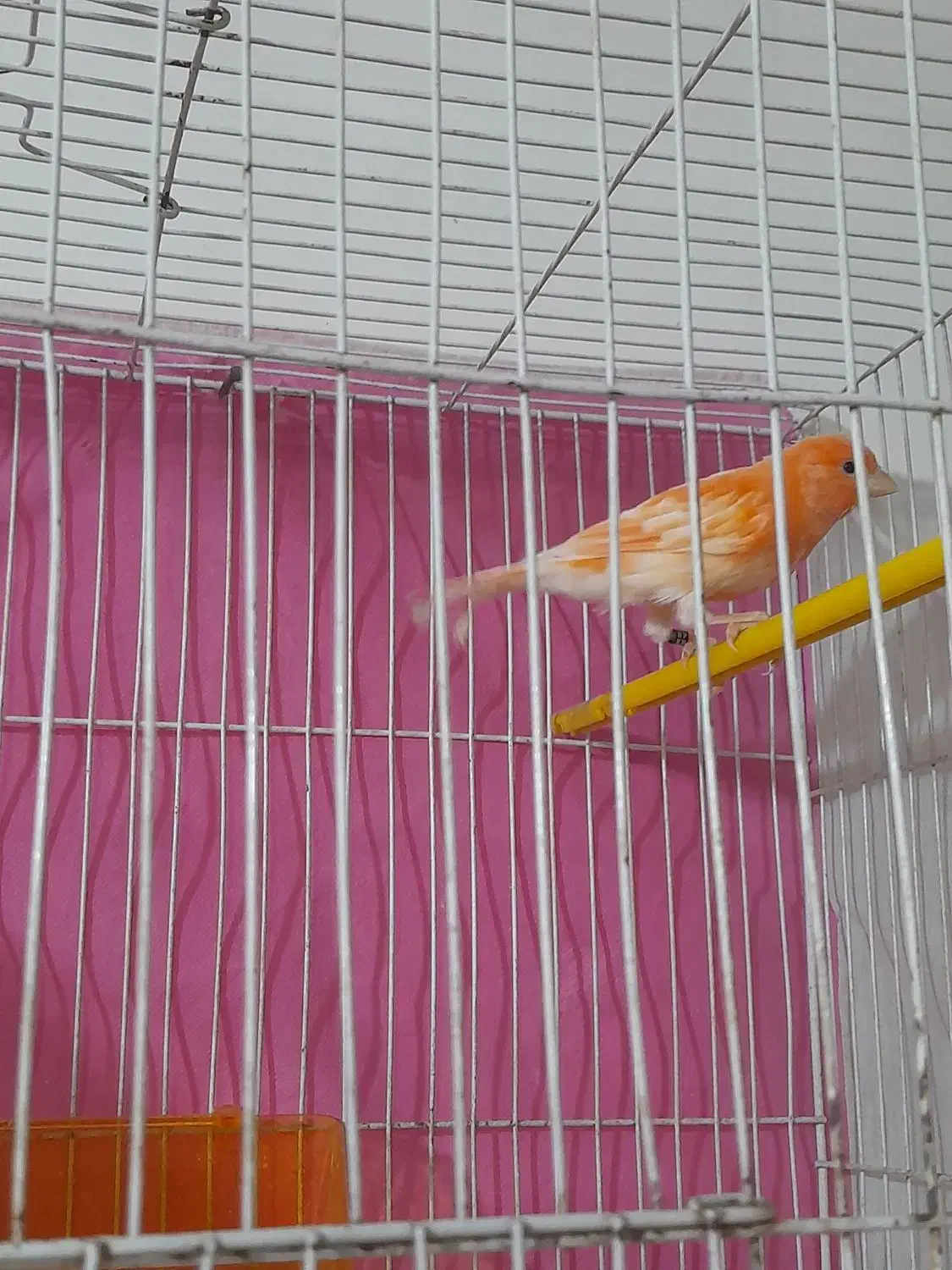 سه عددقناری|پرنده|مشهد, رده|دیوار