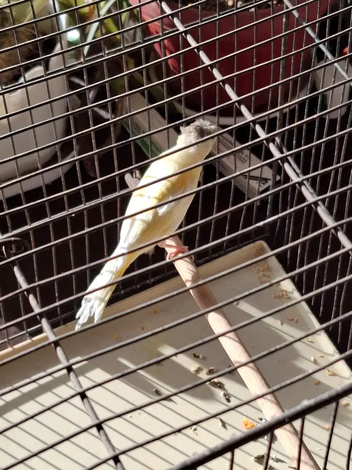 قناری نر|پرنده|مشکین‌دشت, |دیوار