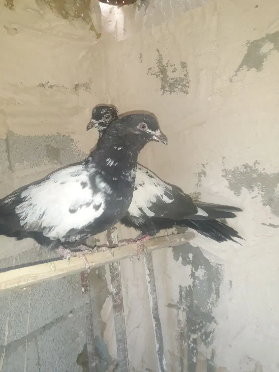 کبوتر|پرنده|میاندوآب, |دیوار