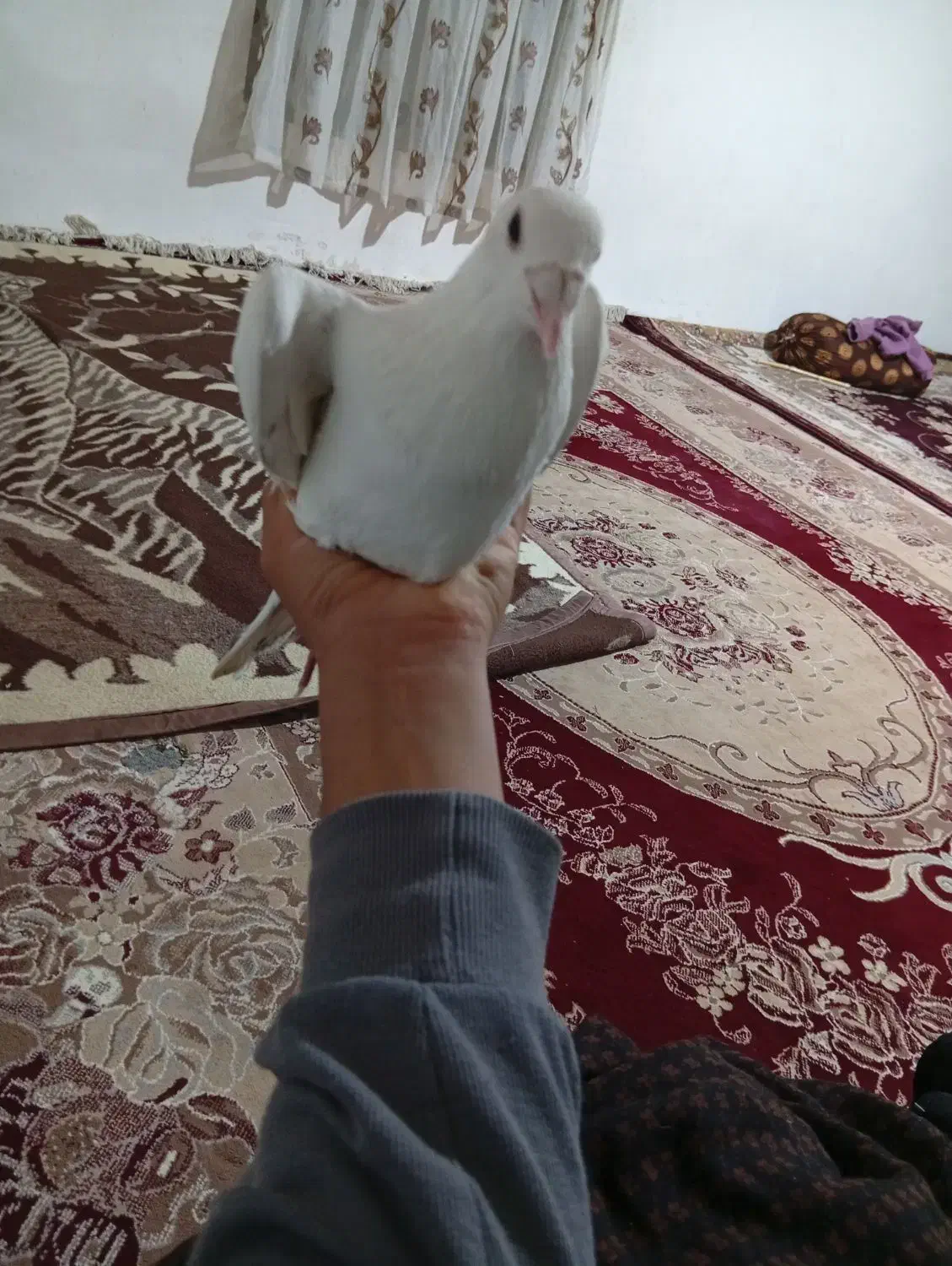 سلام کله اسبی|پرنده|مینودشت, |دیوار