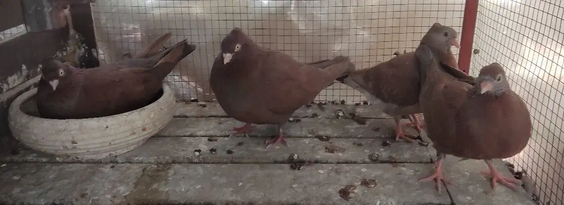 سرخ چش و نوک|پرنده|لنجان, |دیوار