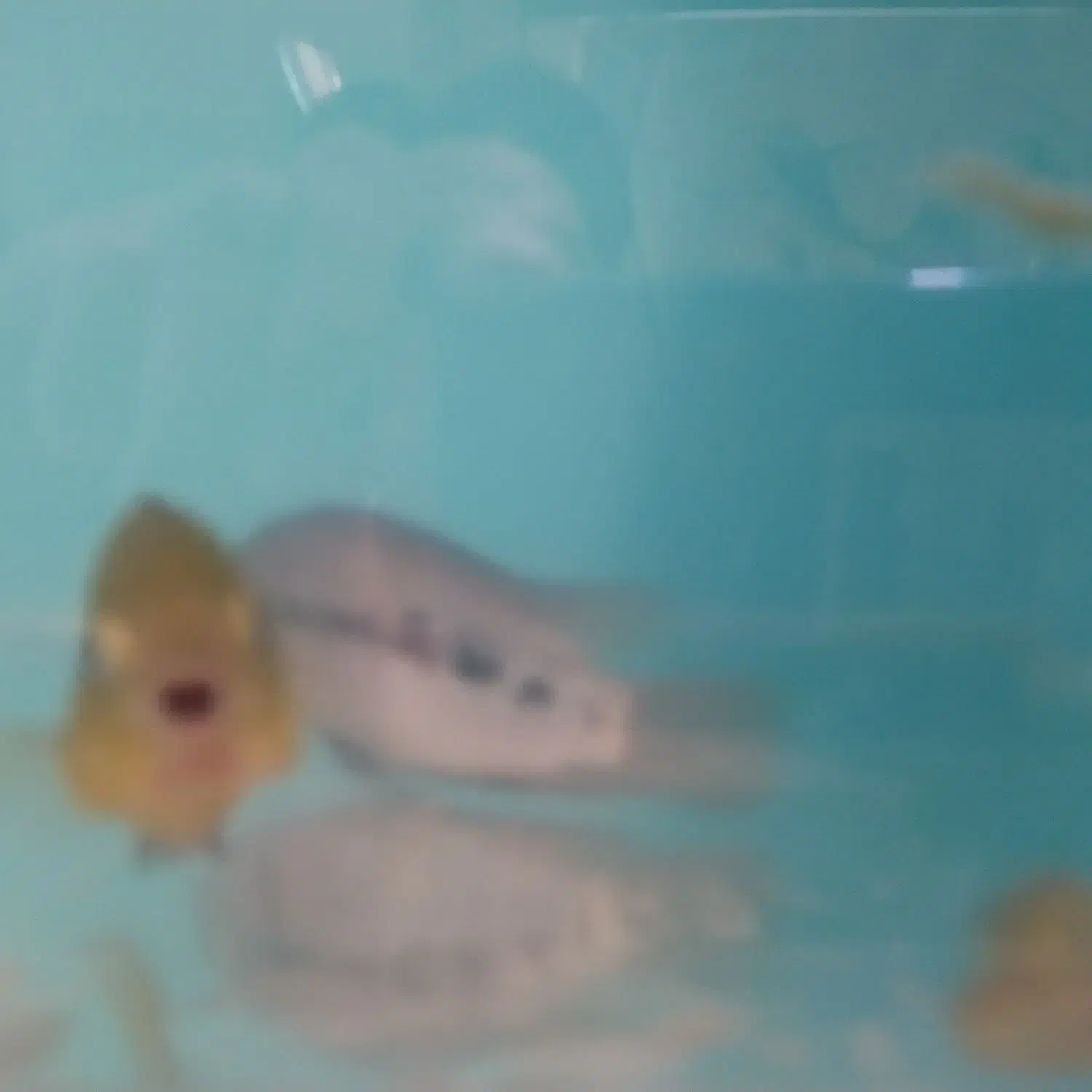 ماهی جک دمپسی|ماهی|مشهد, نیزه|دیوار