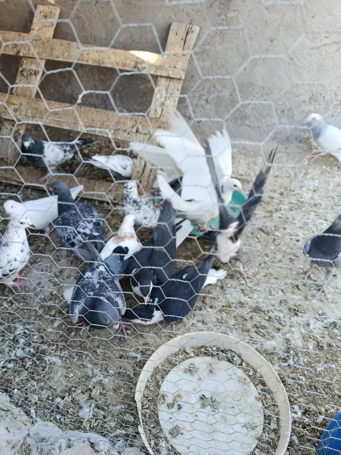 ۱۶ عدد کبوتر فروشی|پرنده|مهریز, |دیوار